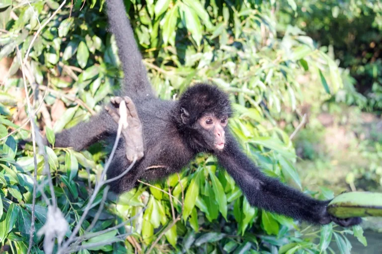 Madidi National Park 1