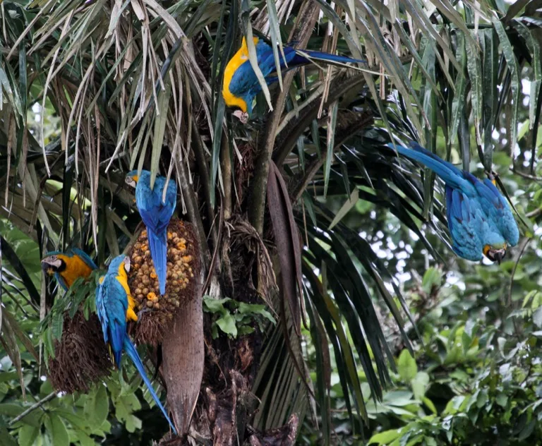 Madidi National Park 3
