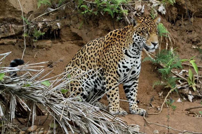 Madidi National Park 2