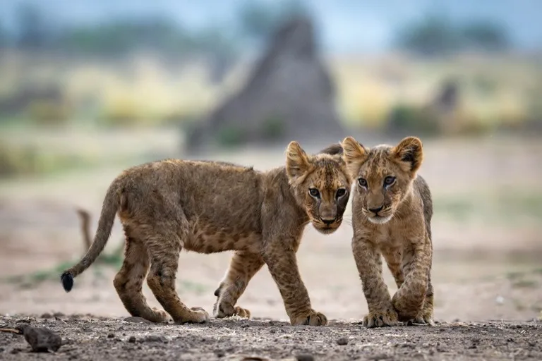 Mana Pools National Park