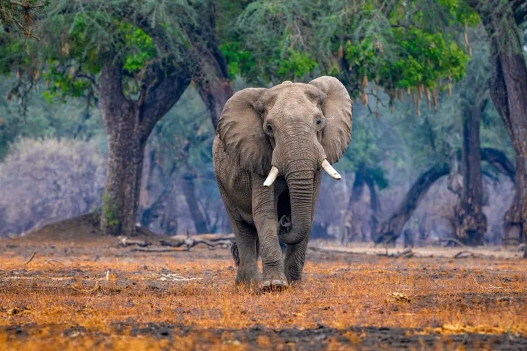 Mana Pools National Park 1