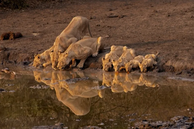 Mana Pools National Park 4