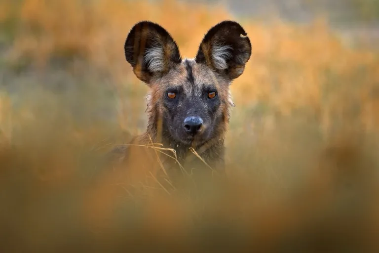 Mana Pools National Park 3