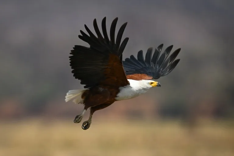 Mana Pools National Park 2