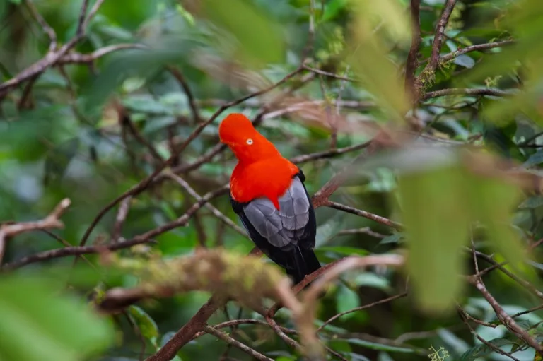 Manu National Park 1