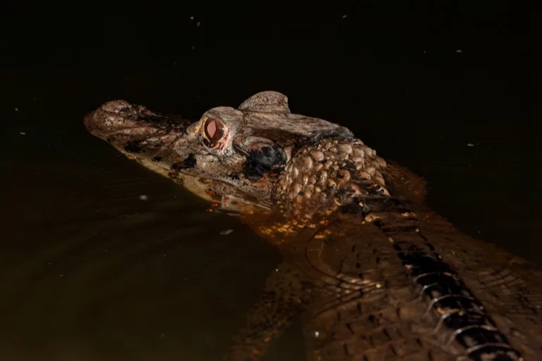 Manu National Park 2