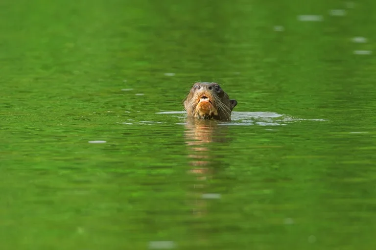 Manu National Park 4