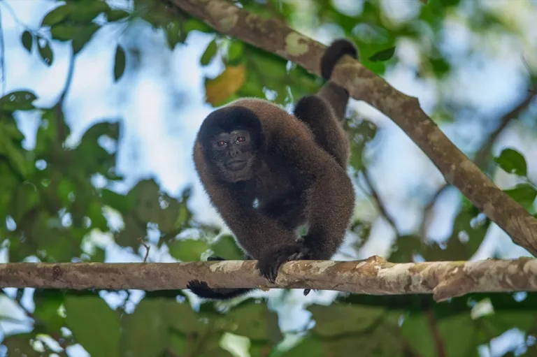 Manu National Park