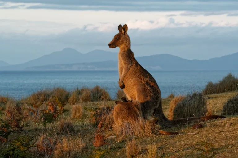 Maria Island National Park 2
