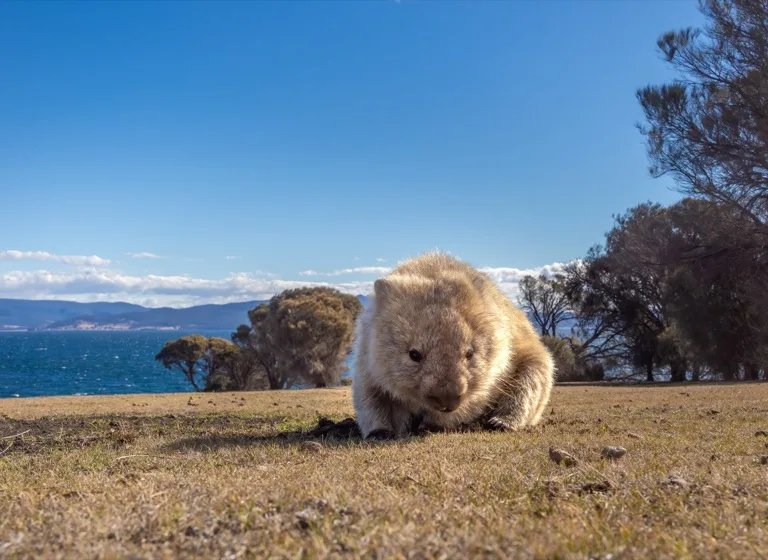 Maria Island National Park