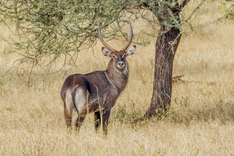 Waterbuck