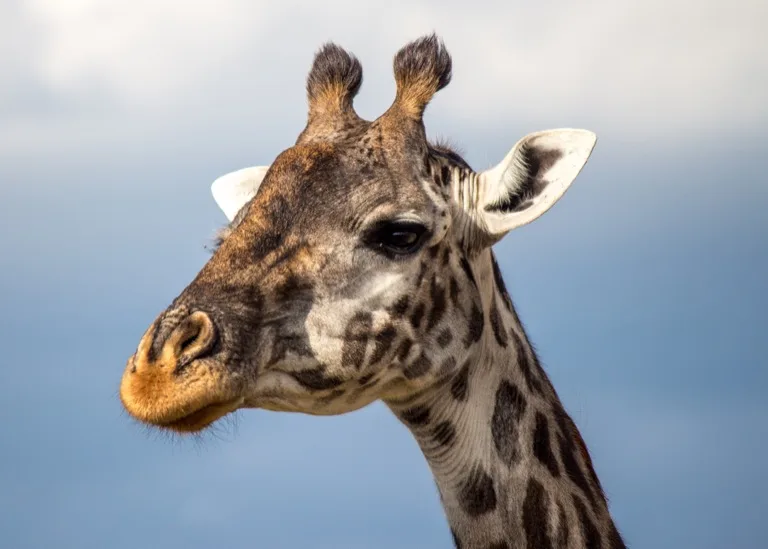 Masai Giraffe