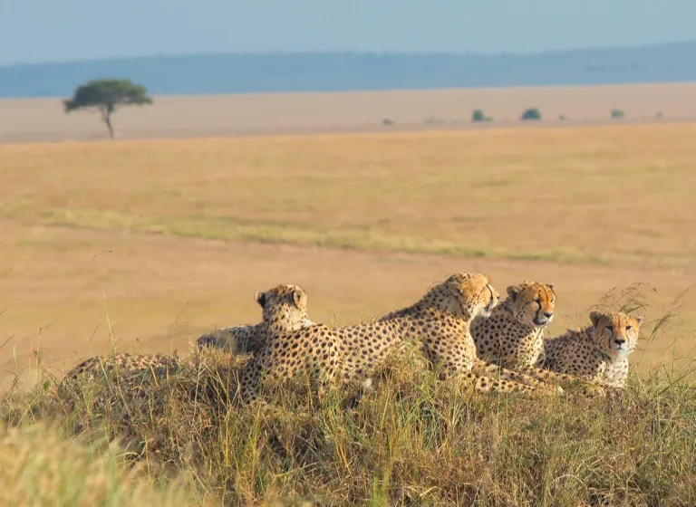 Five Male Cheetahs