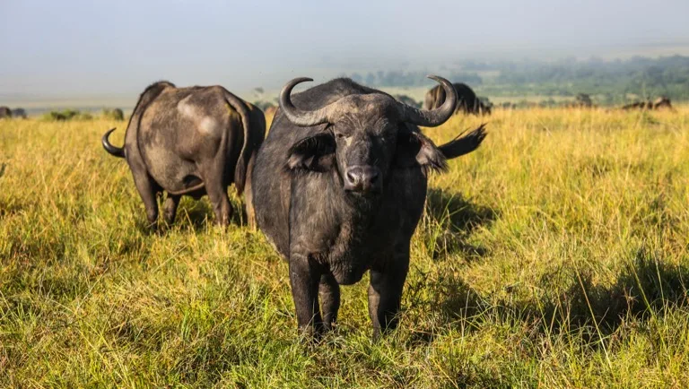 Buffalo