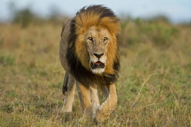 Lion