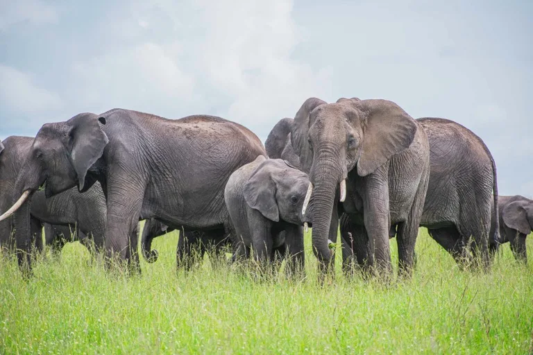 Elephants