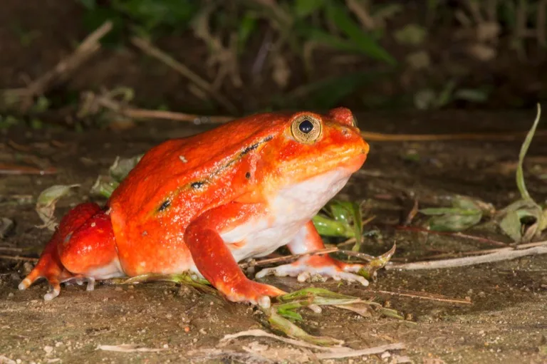 Masoala National Park 2