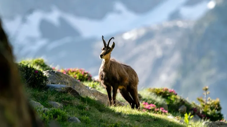 Mercantour National Park