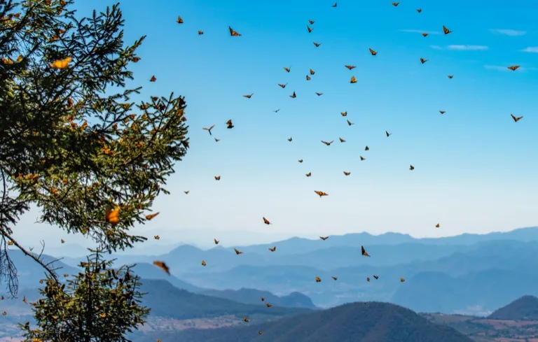 Monarch Butterfly Biosphere Reserve 2