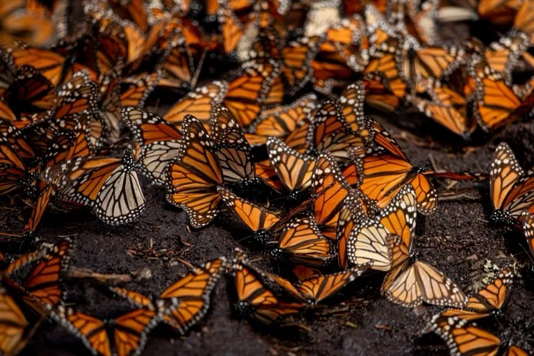 Monarch Butterfly Biosphere Reserve 1