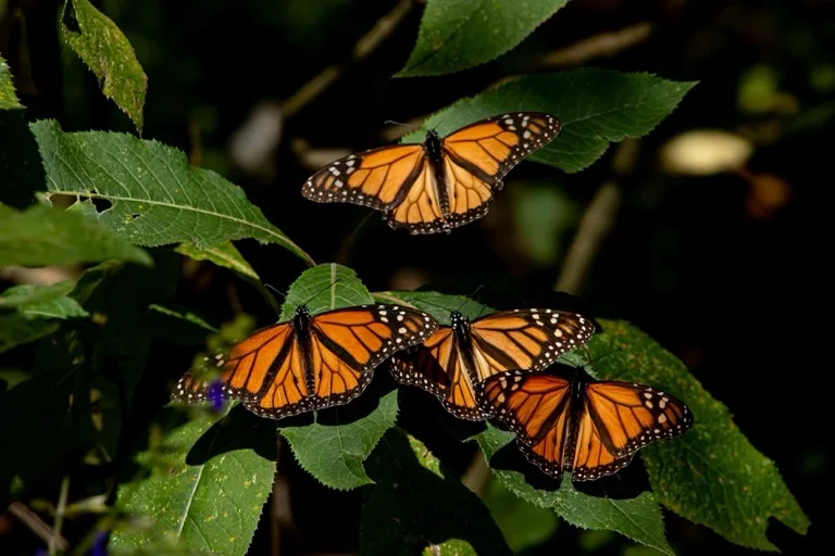 Monarch Butterfly Biosphere Reserve