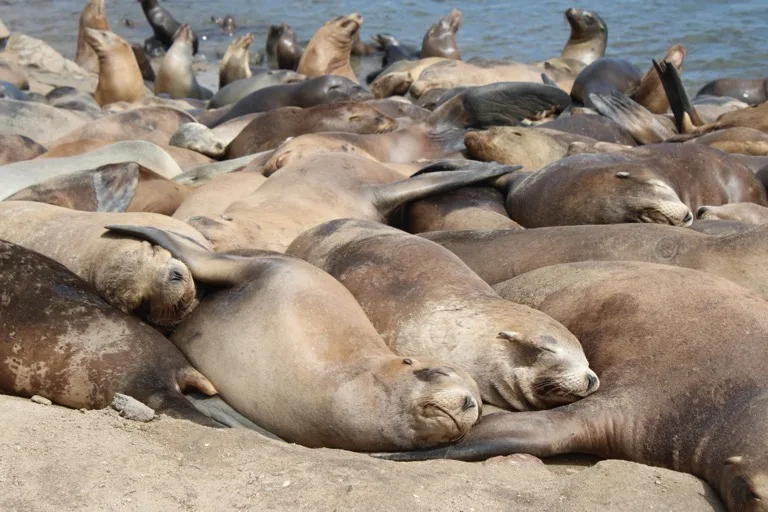 Monterey Bay 1