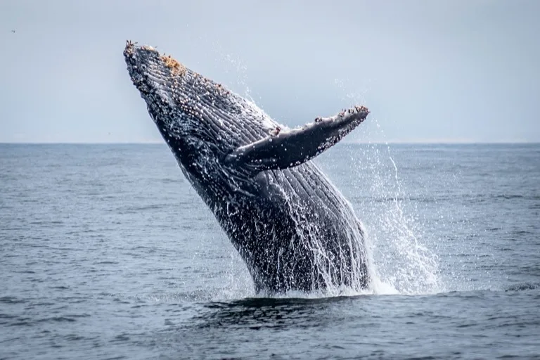 Monterey Bay 2