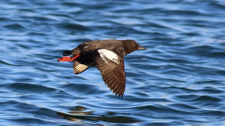 Monterey Bay 3