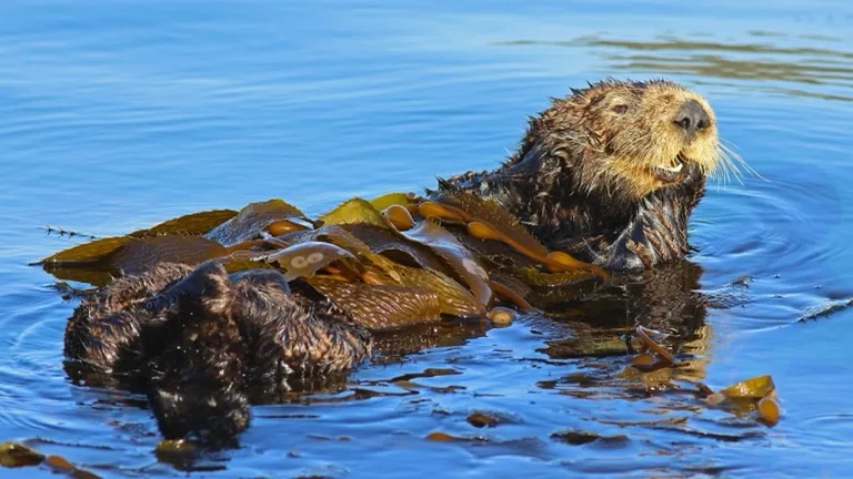 Monterey Bay 4