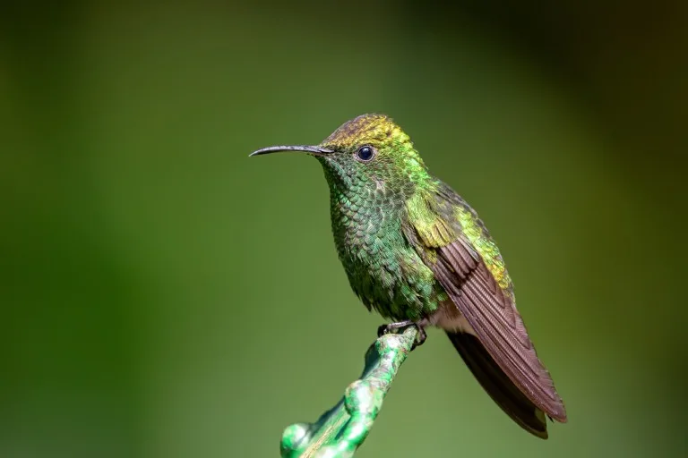 Monteverde Cloud Forest 3