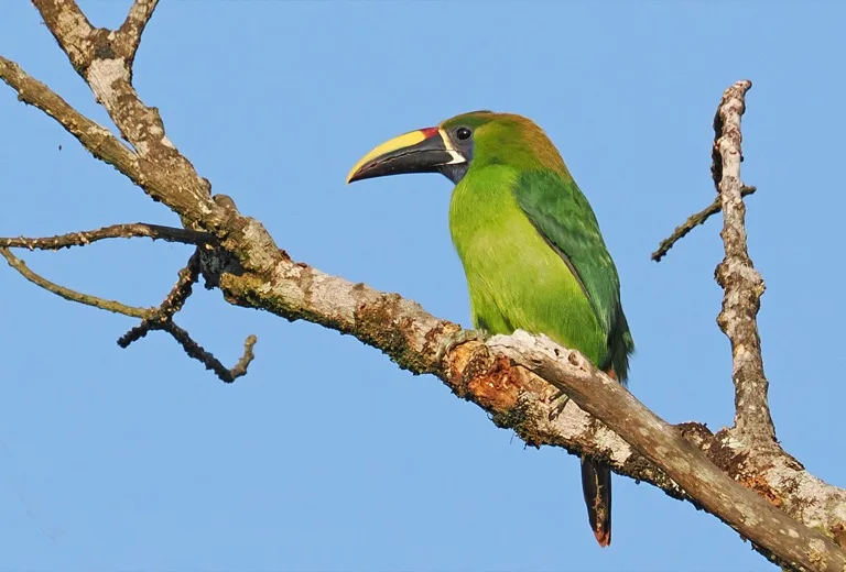 Monteverde Cloud Forest 1