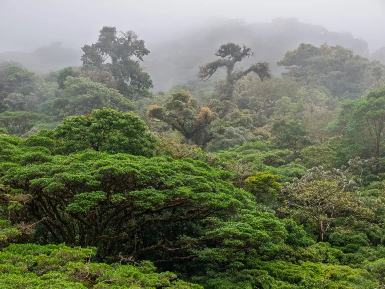 Monteverde Cloud Forest 6
