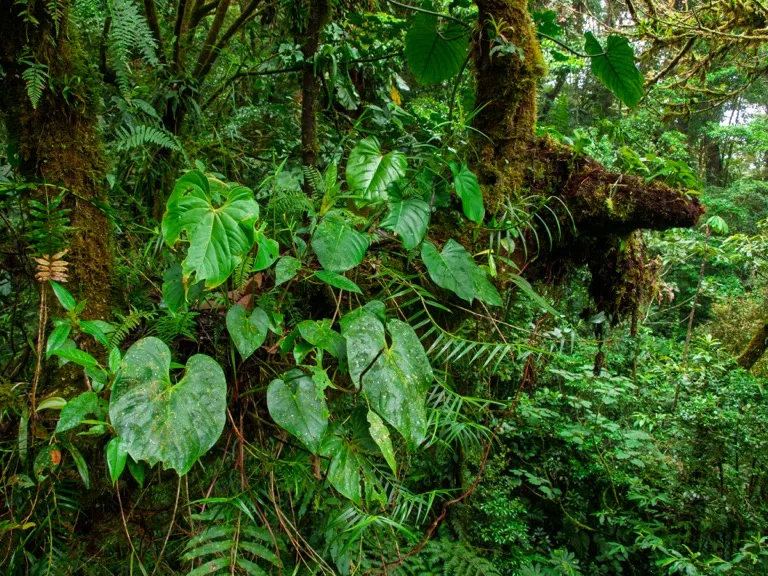Monteverde Cloud Forest 5