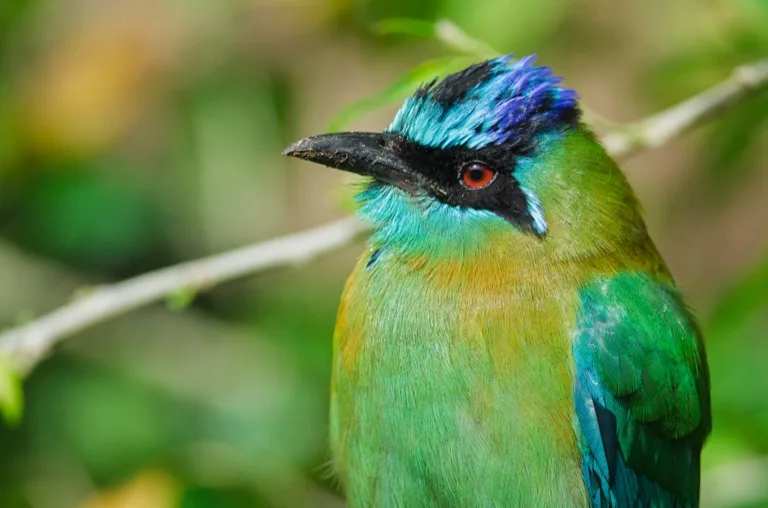 Monteverde Cloud Forest 2
