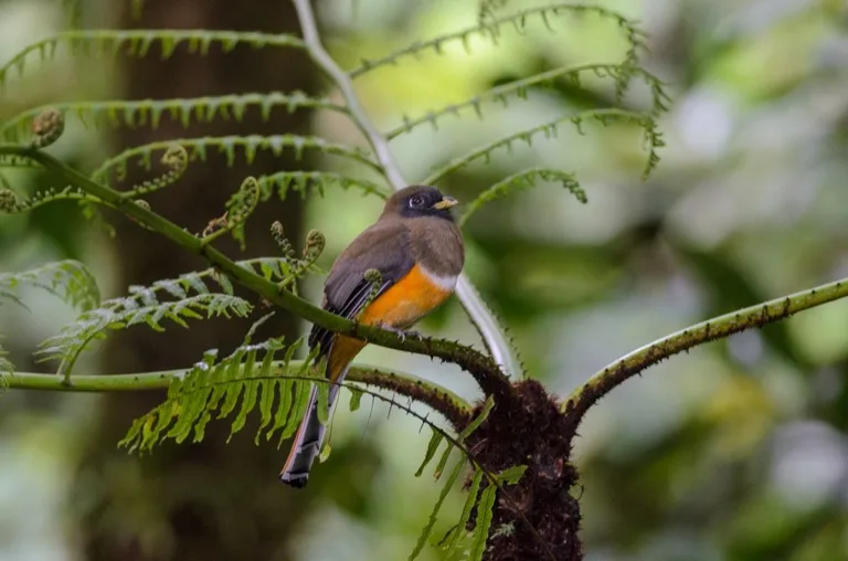 Monteverde Cloud Forest 4