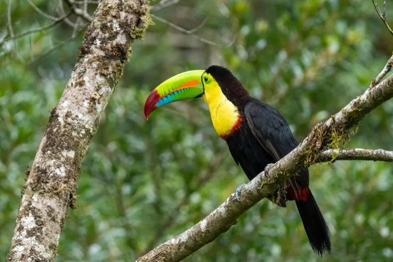 Monteverde Cloud Forest