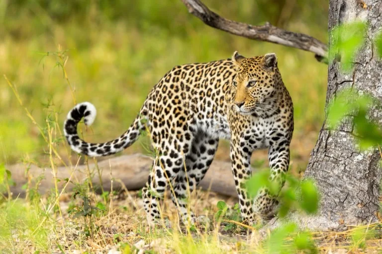 Moremi Game Reserve 1