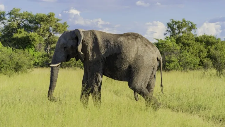 Moremi Game Reserve 3