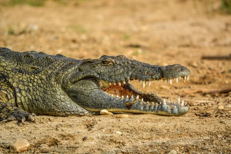 Murchison Falls National Park 1