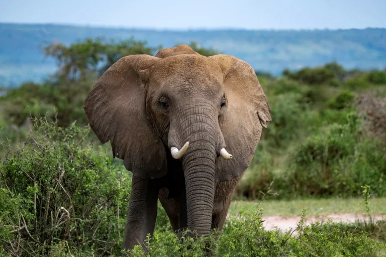 Murchison Falls National Park 2