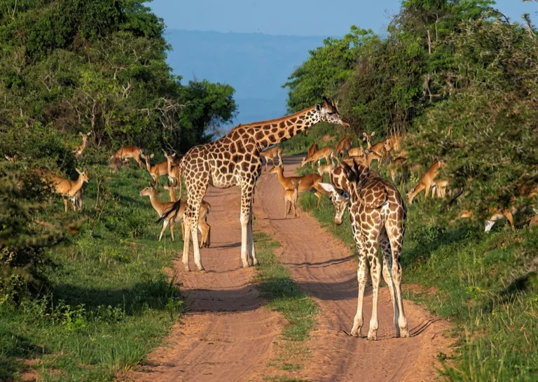 Murchison Falls National Park 3