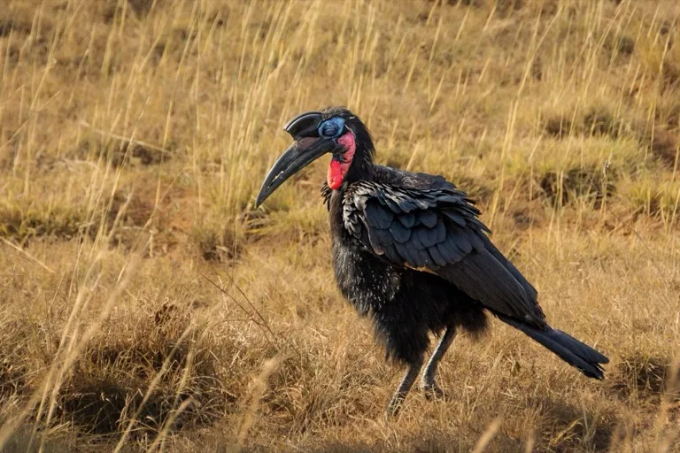 Murchison Falls National Park 4