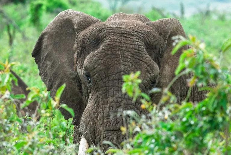 Ngorongoro Conservation Area 6