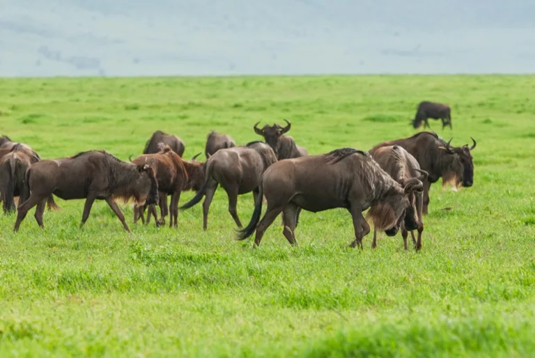 Ngorongoro Conservation Area 4
