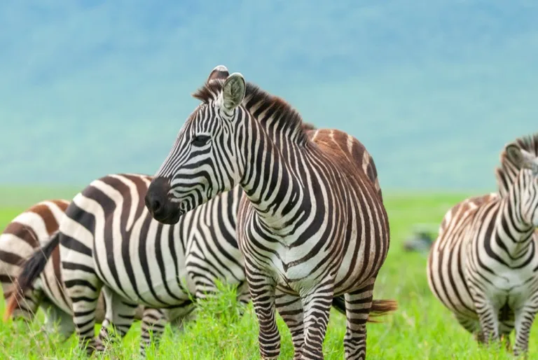 Zebras in Ngorongoro