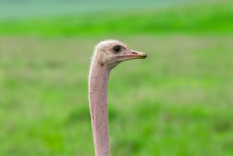 Ngorongoro Conservation Area 3
