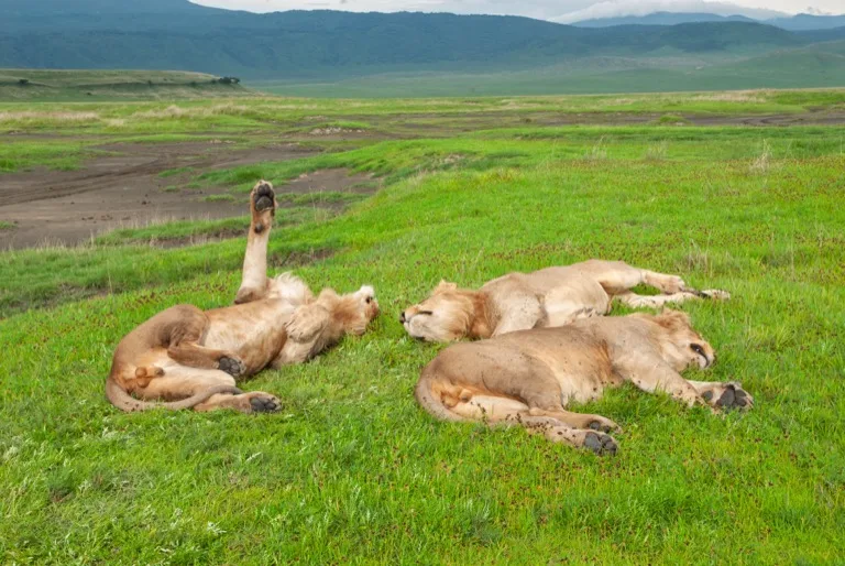 Ngorongoro Conservation Area 2