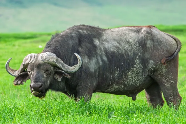 Ngorongoro Conservation Area 1