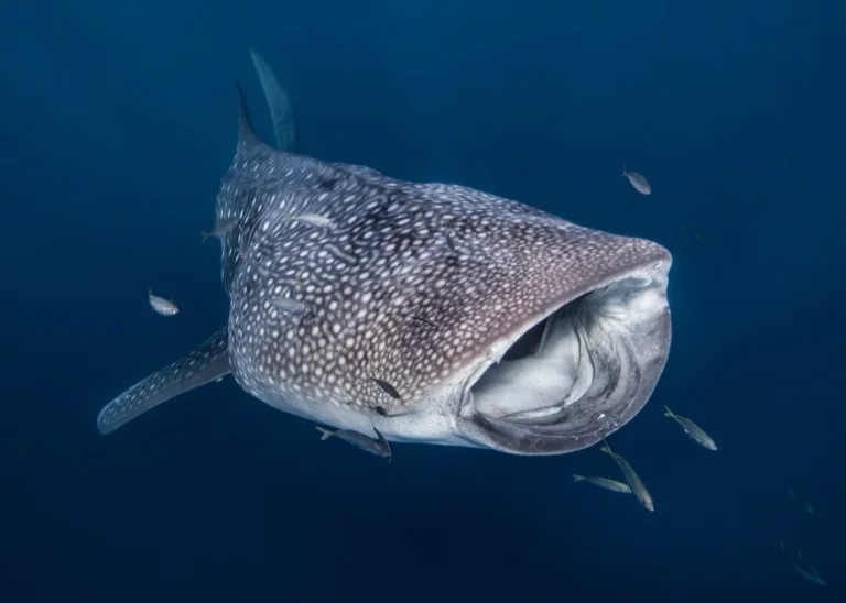 Ningaloo Reef