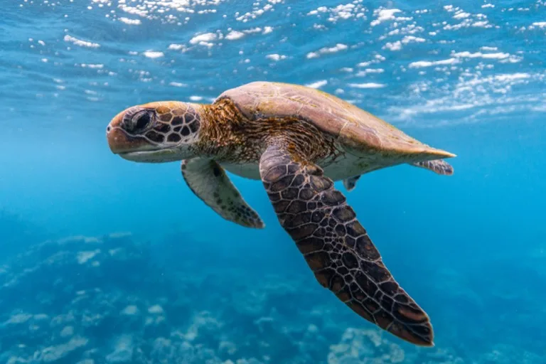 Ningaloo Reef 1